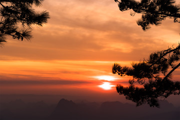 Sunrise through pine branches.