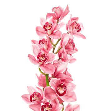 Fototapeta Orchid flowers