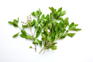 Basil leaves
