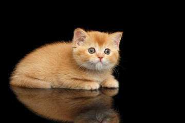Closeup Red Scottish Straight Kitten Looks question, Isolated Black