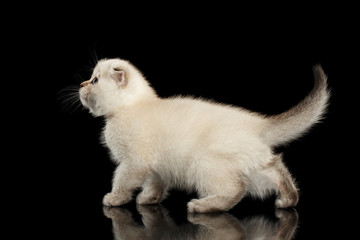 Cute White Scottish Fold Kitten Walking, side view Isolated Black
