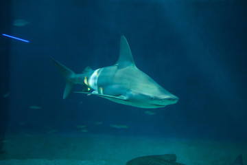 Fototapeta premium Sandbar shark (Carcharhinus plumbeus).