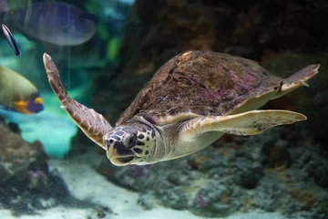 Foto auf Acrylglas Schildkröte Unechte Karettschildkröte (Caretta Caretta).