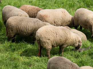 Schaf kurz nach der Geburt