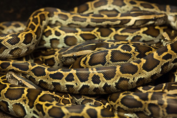 Naklejka premium Pyton birmański (Python bivittatus).