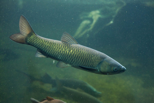 Grass Carp (Ctenopharyngodon Idella).