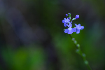 Blue Toadflax