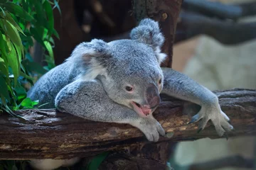 Tableaux ronds sur aluminium brossé Koala Queensland koala (Phascolarctos cinereus adustus).