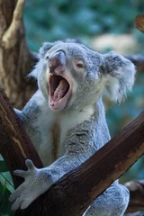 Papier Peint photo Koala Australie Koala (Inia chanté).