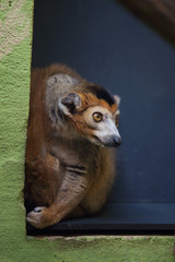 Crowned lemur (Eulemur coronatus).