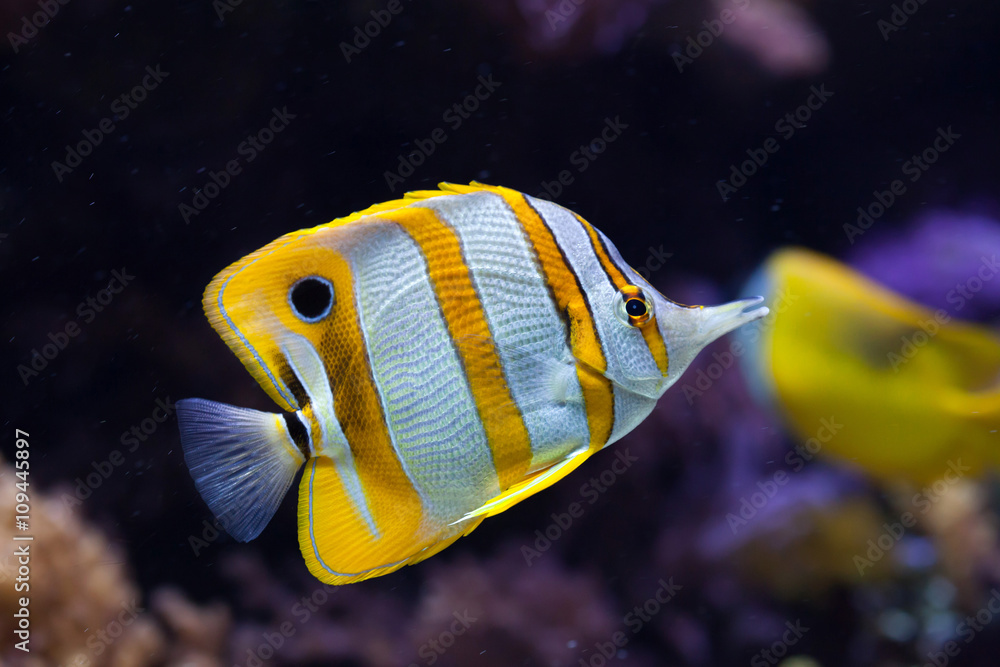 Sticker copperband butterflyfish (chelmon rostratus).