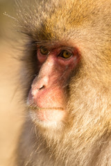Japanese monkey