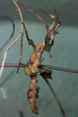 Giant prickly stick insect (Extatosoma tiaratum).