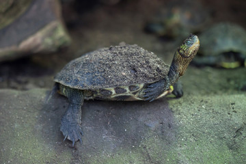 Naklejka premium Chinese stripe-necked turtle (Ocadia sinensis).