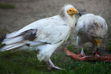 Egyptian vulture (Neophron percnopterus).