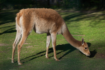 Vicuna (Vicugna vicugna).