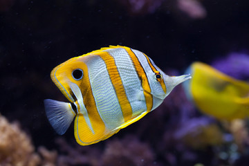 Copperband butterflyfish (Chelmon rostratus).