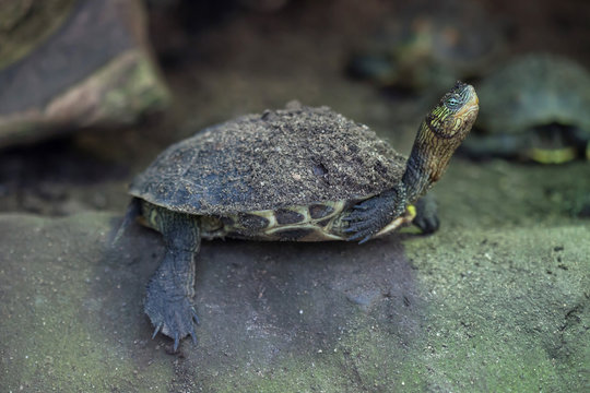 Chinese stripe-necked turtle (Ocadia sinensis).