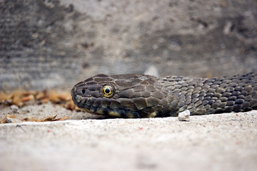 An Aesculapian snake (Zamenis longissima)