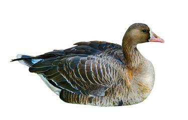 Wild duck isolated on white background.