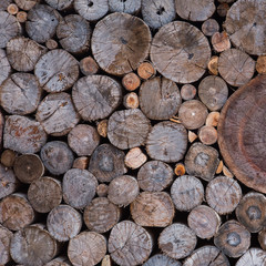 a pile of cut wood stump log texture