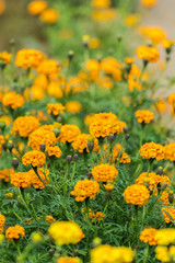 Beautiful field of yellow Marigold flowers