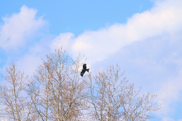 Beautiful hawk soars in sky next to top of trees and clouds 