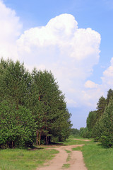 Path among green trees, blue sky with big cloud at sunny day