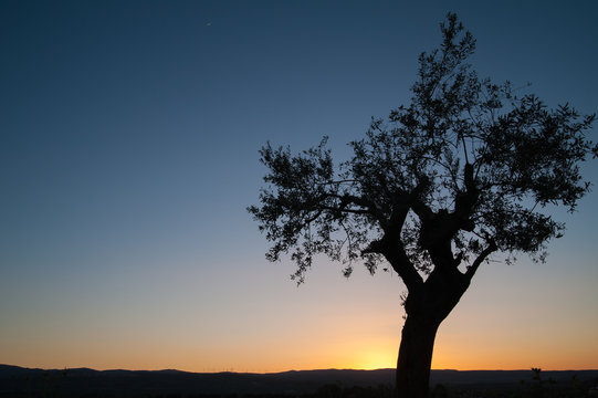 Lonely olive tree at dusk