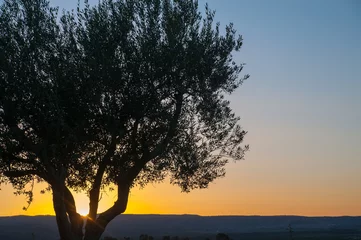 Abwaschbare Fototapete Olivenbaum Einsamer Olivenbaum in der Abenddämmerung