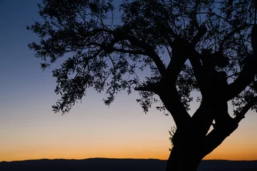 Deurstickers Olijfboom Eenzame olijfboom in de schemering
