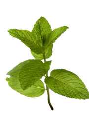 Hierbabuena Mentha spicata aislada en fondo blanco © theshooter