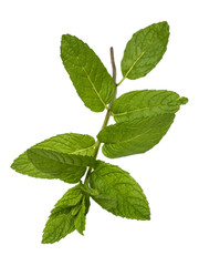 Naklejka premium Hierbabuena Mentha spicata aislada en fondo blanco