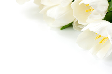 Close up white tulip on white background with copy space
