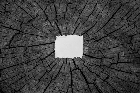 White Blank torn cardboard on the background of a wooden board with cracks, white black picture