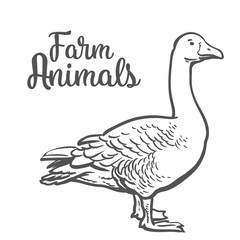 Grey goose, poultry, vector illustration sketch, farm feathered animal, one color and the beautiful goose on a white background