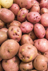 red potatoes from market shelves real with flaws and bruises