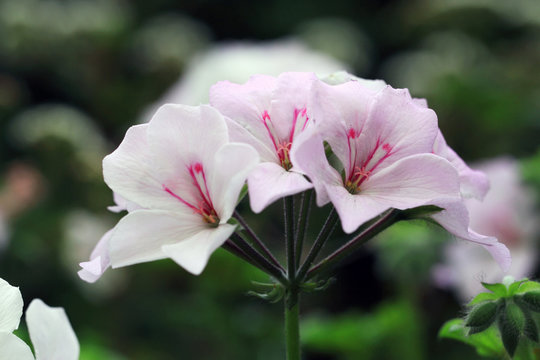 Closeup of pink Geraniums flower