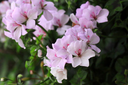 There are very many kinds of Geraniums flowers 