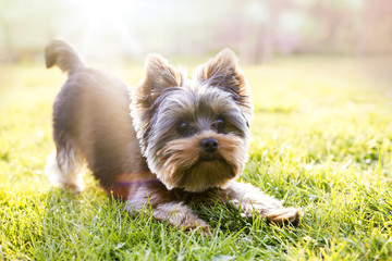 Yorkshire terrier waiting for play, sunlight background - 109448880