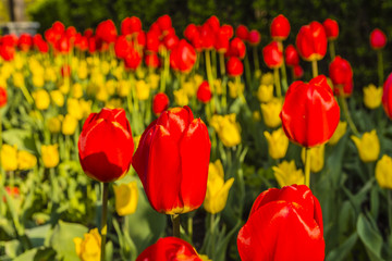 Red tulip (Tulipa L).