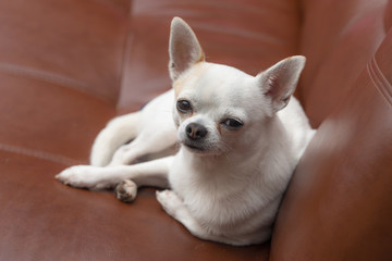 Chihuahua on a sofa