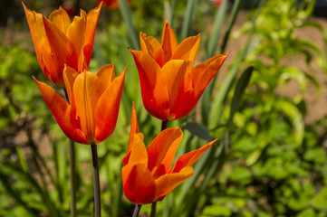 Beautiful red tulips.