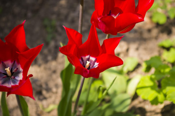 Beautiful red tulips.