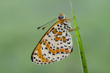 Fototapeta na wymiar Melithea butterfly