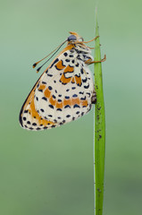 Melithea butterfly