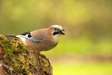 Jay (Garrulus glandarius) on a tree trunk