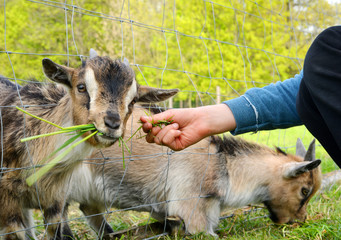junge Ziegen werden gefüttert