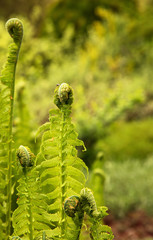 Fern (Polypodiopsida Cronquist)