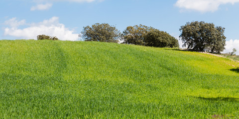 Cereal fields in spring around Nuevo Baztan, Madrid